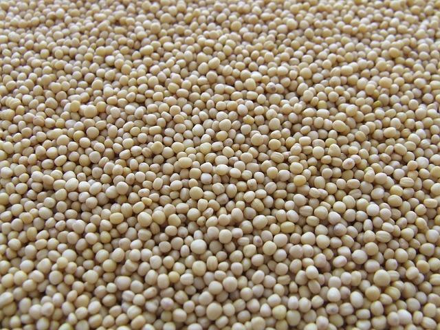 «Nuestra fe, examinada: ¿Cuánto ha crecido tu grano de mostaza?